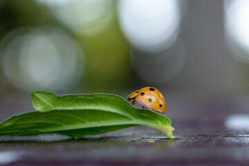 Ladybug crawling on leaves - 772095880