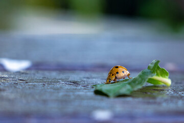 Ladybug crawling on leaves - 772095889