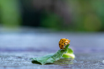 Ladybug crawling on leaves - 772095899