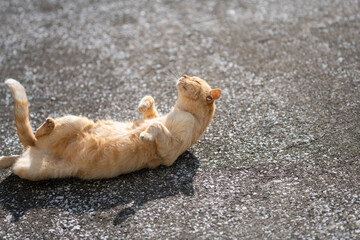 寝ころがる猫
