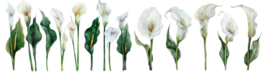 Fotobehang set of floral watercolor Gorgeous botanical Calla Lily White flower , cut out transparent isolated on white background ,PNG file © HappyTime 17