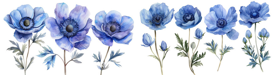 Set of floral watercolor Gorgeous botanical Anemone Blue flower, cut out transparent isolated on white background ,PNG file