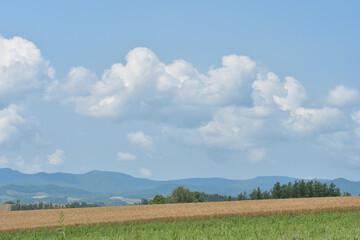 青空と北海道の農地