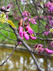 Judas tree or Cercis siliquastrum branch with purple blossoms isolated close-up on the pond background in Retiro Park, Madrid, Spain