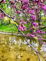 Judas tree or Cercis siliquastrum branches with purple blossoms on the pond background in Retiro Park, Madrid, Spain