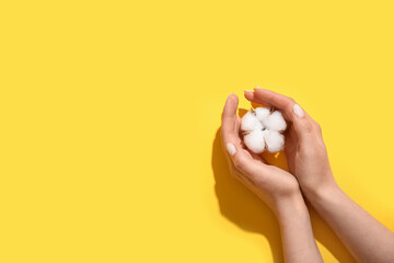 Female hands with cotton flower on yellow background
