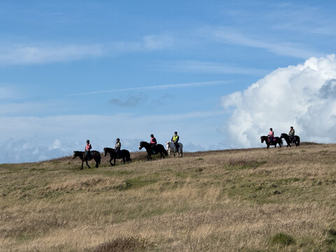 group of horses on a hill with clouds in the background 