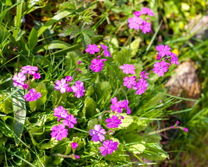 Primrose flowers close-up on a green background in summer