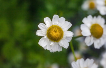 Fototapeta premium Chamomile medicinal flower close-up on a green background in summer