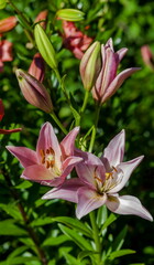 Lily flower close-up on a green background in summer