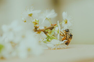 Murarka ogrodowa - dzika pszczoła na kwiecie wiśni