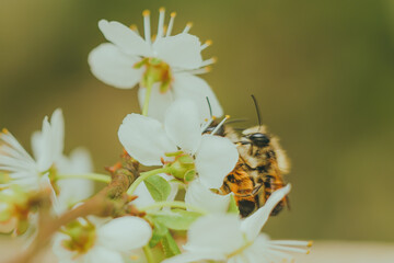 Murarka ogrodowa - dzika pszczoła na kwiecie wiśni - obrazy, fototapety, plakaty