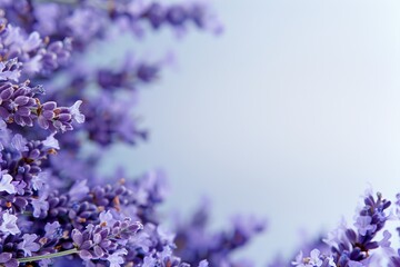 delicate background of lavender flowers with space for text of congratulations or advertising