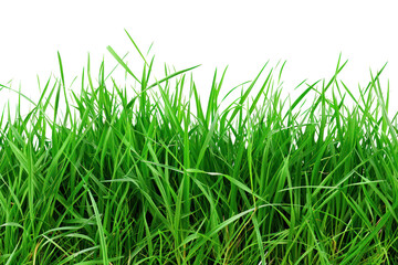 
green grass isolated on white background