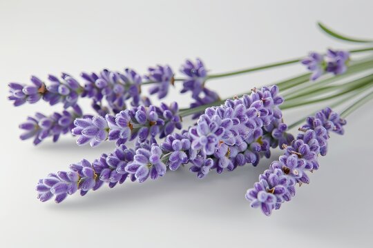 lavender on a white background.  copy space