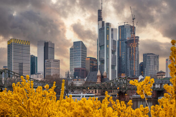 Cherry blossoms on a river bank in the middle of a big city. Spring with a view of the skyline of...