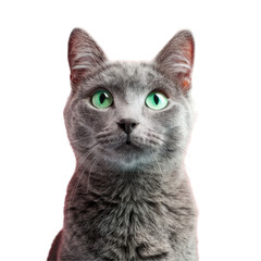 A curious domestic shorthaired cat with green eyes gazes at the camera on a transparent background