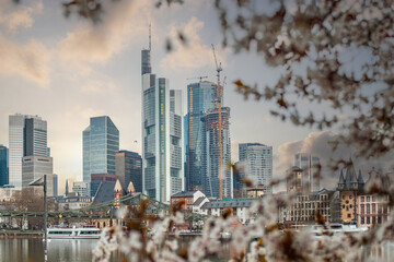 Cherry blossoms on a river bank in the middle of a big city. Spring with a view of the skyline of the financial district and the high-rise buildings of Frankfurt, Hesse - obrazy, fototapety, plakaty