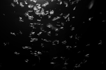 mayfly with led black and white - obrazy, fototapety, plakaty