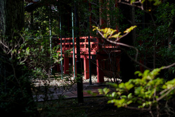 東京赤坂にある氷川神社の境内