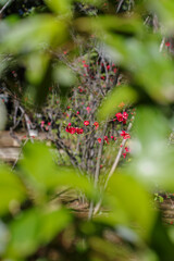 東京赤坂にある氷川神社のボケの花