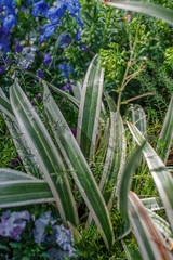 Obraz premium 東京赤坂にある東京ミッドタウンの花や植物