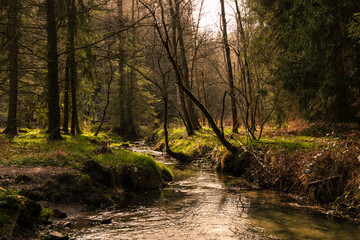 River
 in the forest