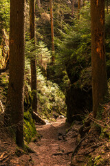 Fototapeta premium path in the woods