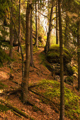 Fototapety na wymiar - Fototapeta24.pl