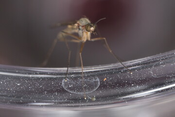 macro of a mosquito 