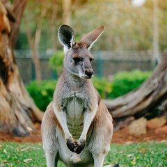 Fototapeta premium Outback Encounter: Australia's National Animal Kangaroo Grazing in the Garden