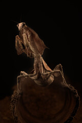 Fototapeta premium Mantis on a flower with black background