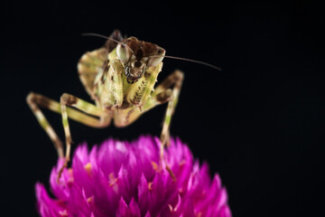 Mantis on a flower with black background