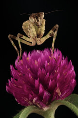 Mantis on a flower with black background
