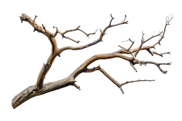 A Portrait of a Weathered Tree Branch isolated on transparent background