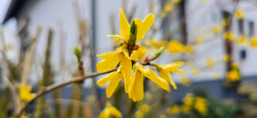 Forsythia in spring, Easter, Easter flower