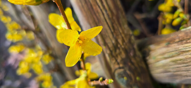Forsythia in spring, Easter, Easter flower