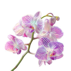 Artistic display of purple and white moth orchids on transparent background