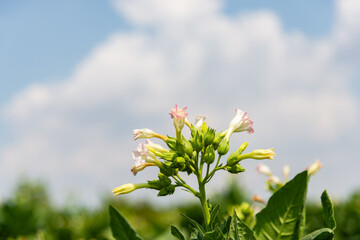 Fresh green tobacco plantation under sunlight, showcasing vibrant leaves. Known for its traditional uses and unique properties in herbal and medicinal applications.