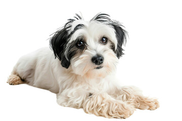 The White and Black Canine isolated on transparent background