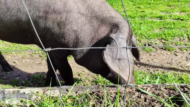 Pig sniffing the grass behind a metal fence enclosed in an agricultural plot