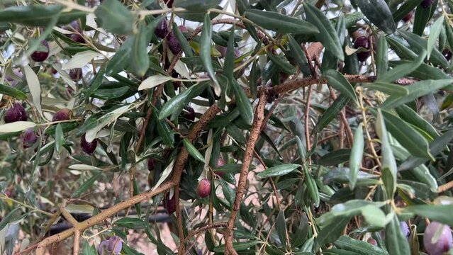 Fresh drops of spring rain sparkle on the green and black olives hanging from beautifully wet branches. Close-up, eye level. Healthy olive oil production. Mediterranean agricultural background in 4K.