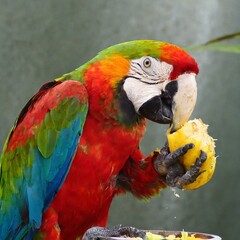 Naklejka premium Tropical Delight: Colorful Parrot Enjoying a Fresh Fruit Feast