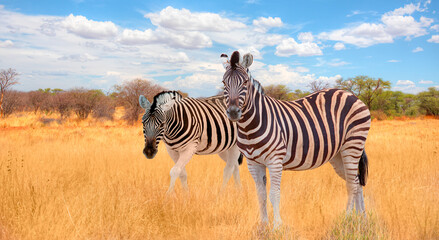 Herd of zebras in yellow grass - Etosha park, Namibia - obrazy, fototapety, plakaty
