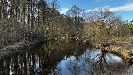 Obraz premium reflection of trees in the river in the forest