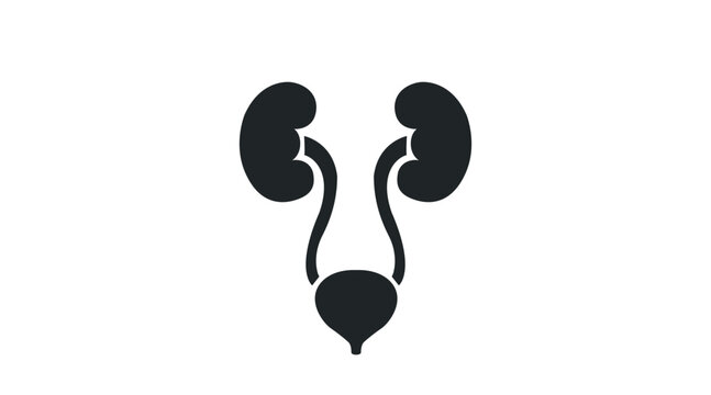 Urinary System. Vector black and white editable illustration of the Urinary System