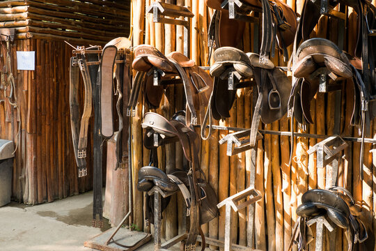 Leather horse bridles and bits hanging on a wooden wall of stable at a horse farm..