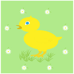 Cute cartoon funny yellow chicken stands on a green background with daisies
