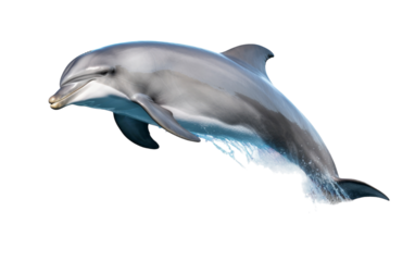 A dolphin leaps in the air with mouth agape, showcasing a graceful and powerful display of aquatic elegance