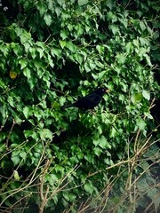 bird on a branch